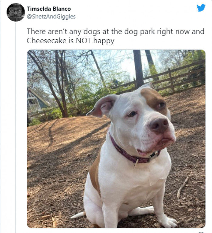 12. Cheesecake is sad right now