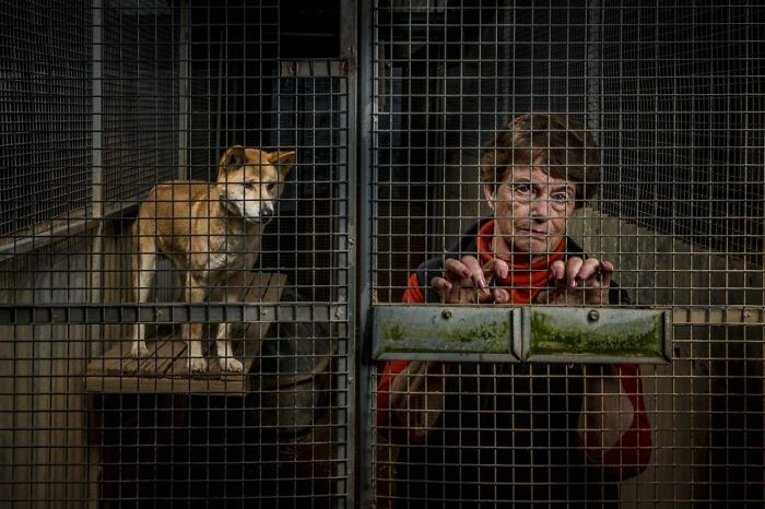 “On The Side Of Dingos” By Doug Gimesy