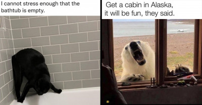 Enjoy This Awesome Collection Of Hysterical Animal Memes For A More Fulfilling And Smile-Filled Day
