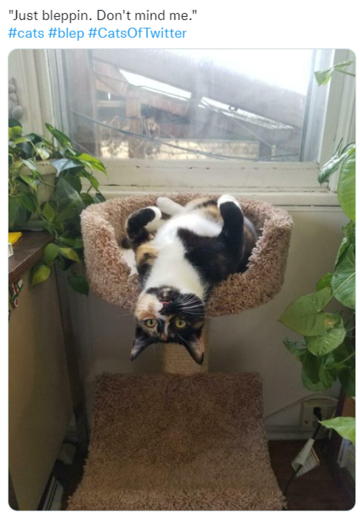 11. Chillin' out in her favorite position: