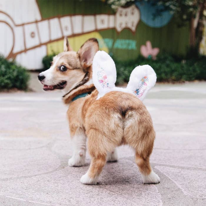 2. Friends, please delight in this bunny butt.