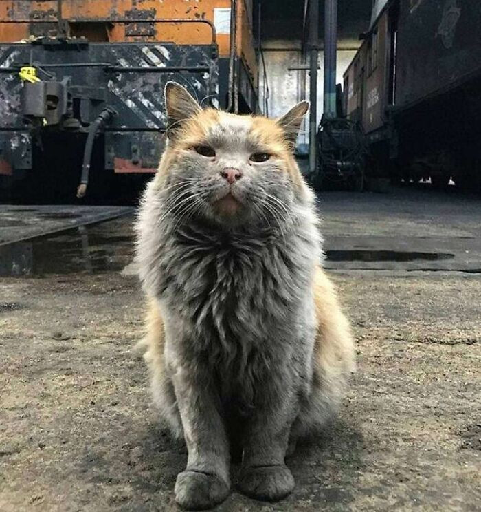 ”Crosspost. This Cat Definitely Looks Like He Knows A Carburator From A Transmission”