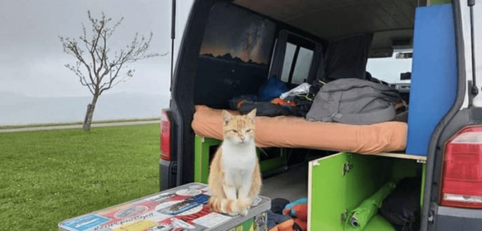 8. "My husband and I went camping, and this cat liked our van."