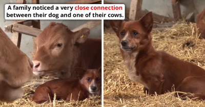 Meet Rookie, A Dog Who Broke Down In Tears After Being Reunited With The Cow He Took As His Mom