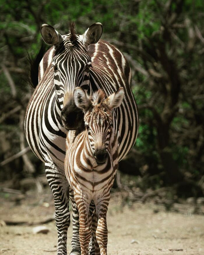 "Momma and baby zebra are carefully watching me walk by."