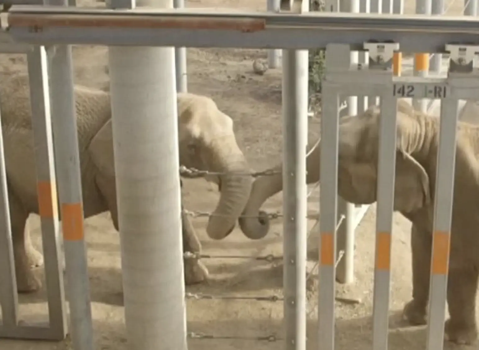 Mila's reaction to meeting another elephant is truly heartwarming. Mary shows her affection too, as if she understands everything Mila has been through. They gently entwine their trunks, a common act of compassion among elephants.