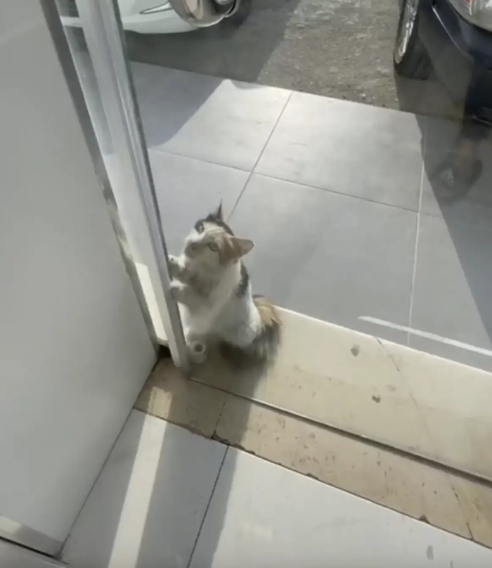 A cat is pleading with a store owner, asking to come inside and find relief from the heat.