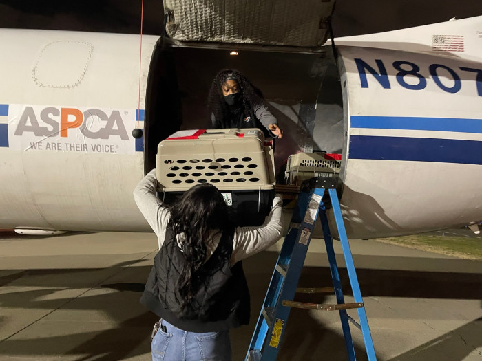Each cat had ice cubes to stay hydrated during their two-hour plane ride.