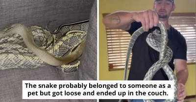 California Resident Astonished By Discovery Of 7-Foot Snake Inside His Couch