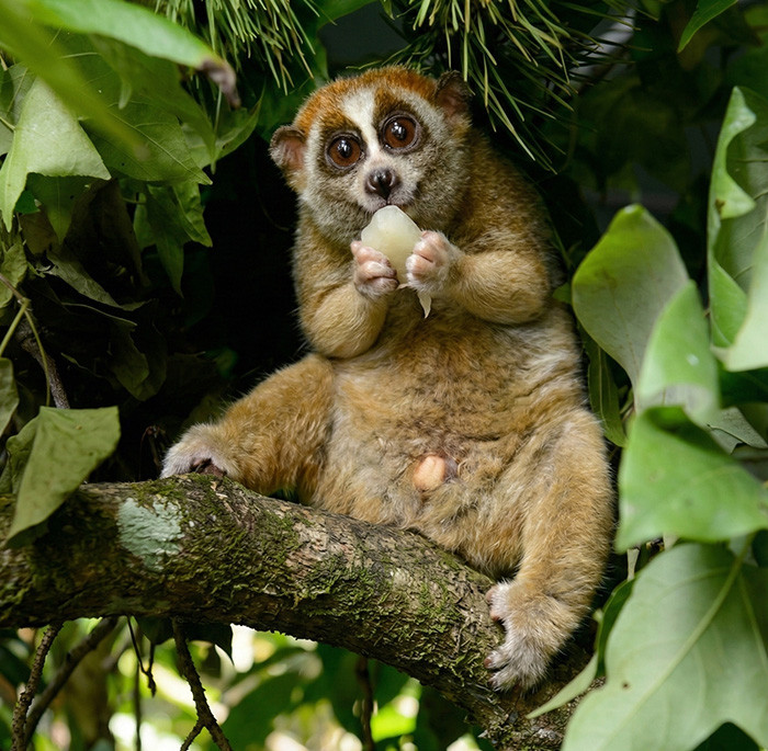 Slow Loris