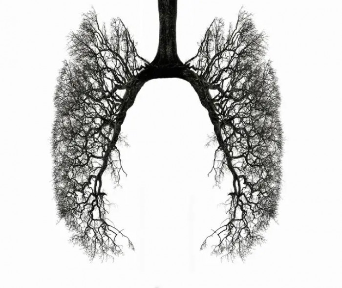 6. Fir trees can actually grow in human lungs