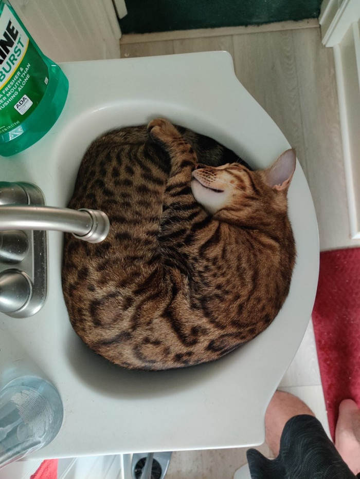 2. Can you fit into the sink with your kitty?