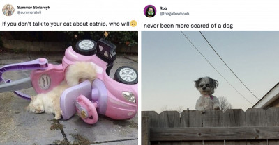 50 Realistically Funny Tweets About Having Cats And Dogs
