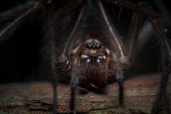 17. Intertidal Spider
