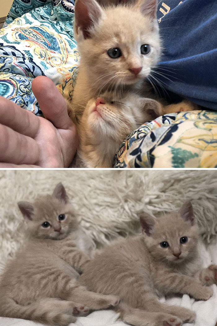 4. "These Boys Were Found Inside A Storm Drain Last Week. They Ended Up With Me After No One Else Would Take Them, Not Even The Shelter. I’m So Lucky Because They Are A Perfect Set!"