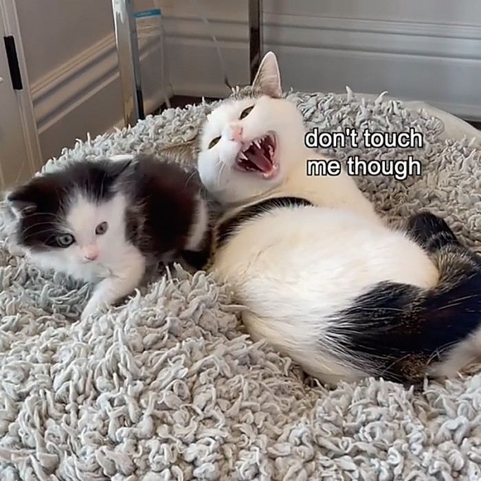 “That dad who said, “I don’t want any pets” 😆