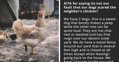 Neighbor Screams Bloody Murder After His Chicken Went Into Redditor's Fenced Yard And Got Chased By Dogs