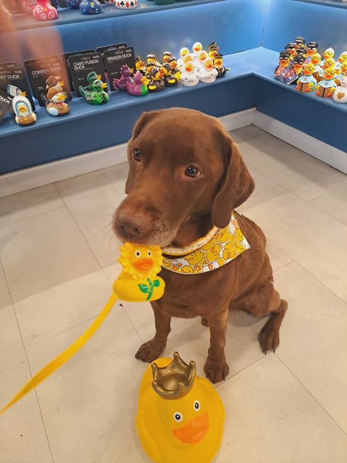 27. Met This Cute Boy At The Duck Shop In Brighton, UK. His Mom Was Buying Him Some Ducks Because They Are His Favorite