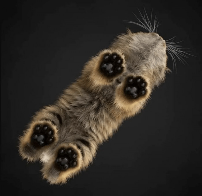 3. "This is what cat toes look like on a glass #beans"