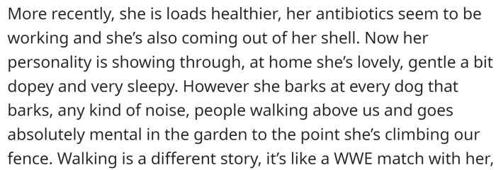 After four days, the dog's health had improved, but she was very reactive and aggressive towards other dogs and noises, making it difficult to walk her.