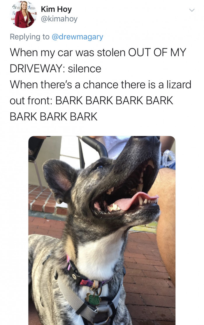 #14 I don't know, but the dog might have different values.