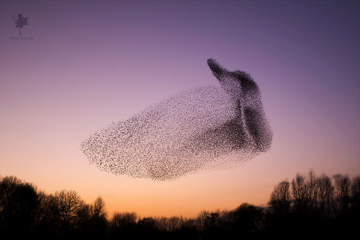 19. Bird of Many Birds