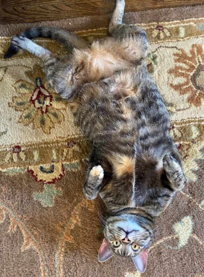 29. “I ripped up the chair cushion. Mom is mad at me, so I played the cute card.”