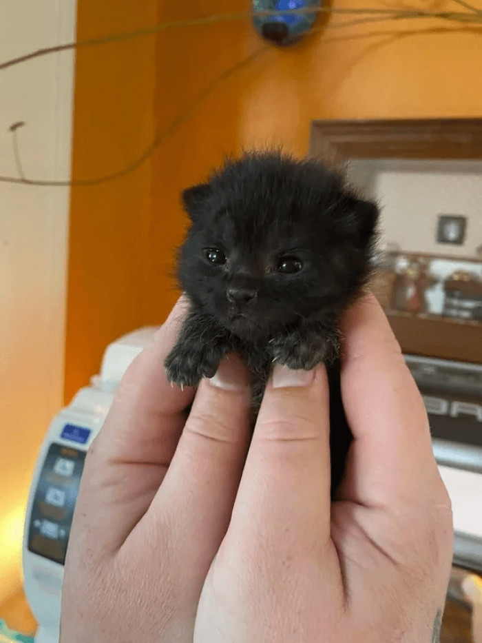 4. "Tiny floof with tiny claws."