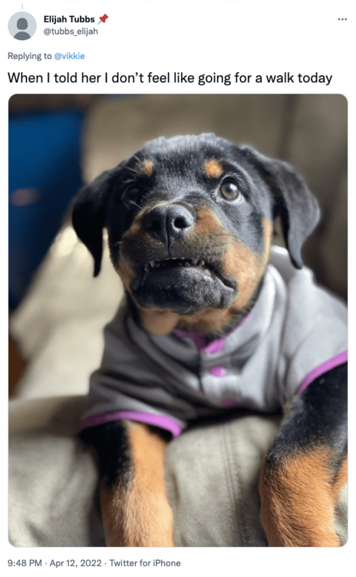 22. That look when you're not going for a walk