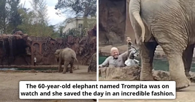 Amazing Moment Antelope Who Fell Into Water Got Rescued After A Vigilant Elephant Raised An Alarm