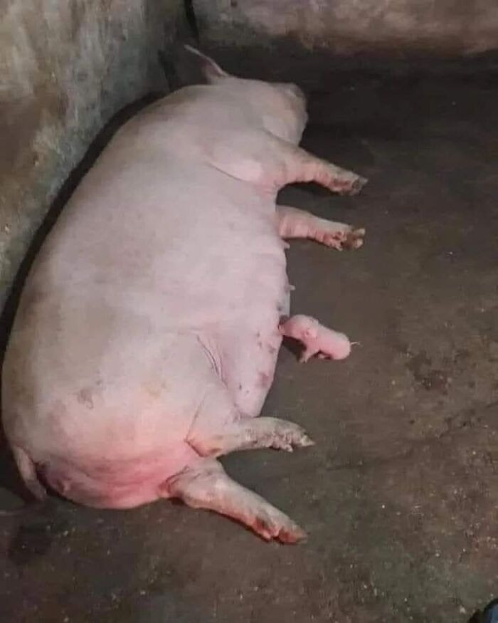 16. The confidence of a piglet who believes no one can see him right now.