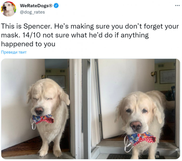 5. Spencer likes to keep his human friends safe and healthy.