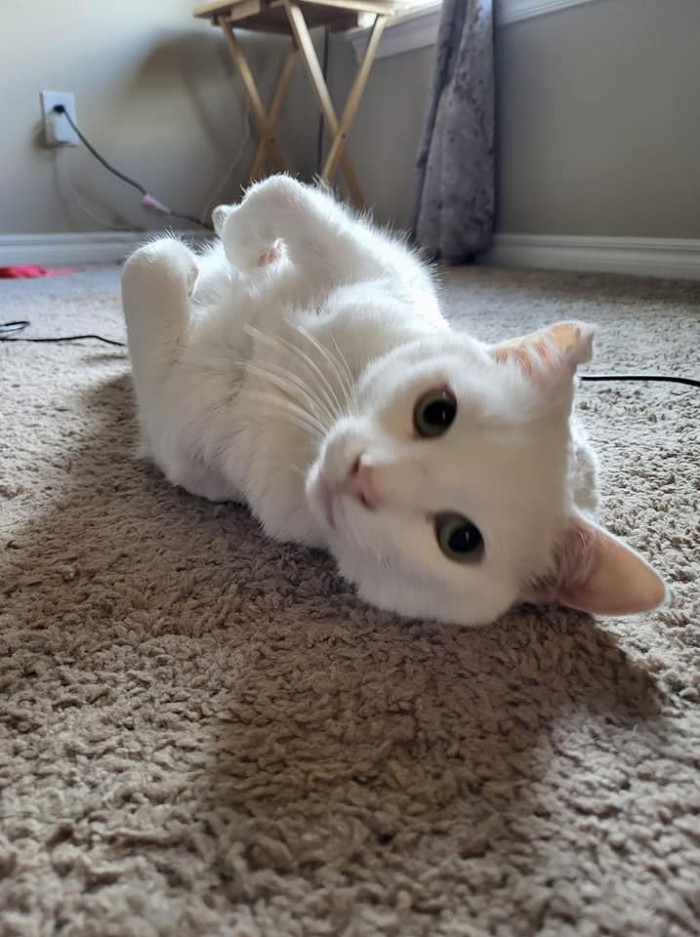 9. This guy tried to flirt with an older Russian Blue.