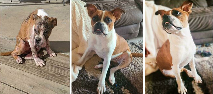 16. Our Little Rescue, Less Than 6 Months After Being Saved