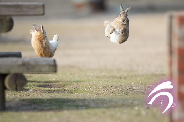 The two photographers have some of the most adorable rabbit content on their social media accounts.