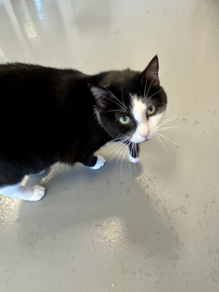 While Bitty gets along with the feline bunch, she's much more fond of humans