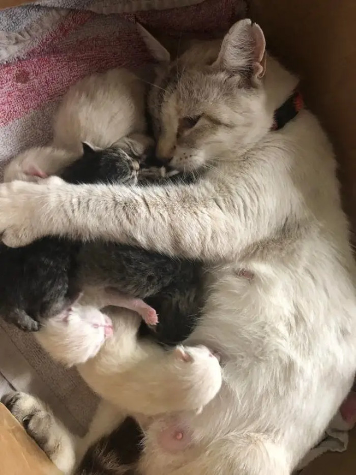 6. A mama cat holding her kitties close. So pure!
