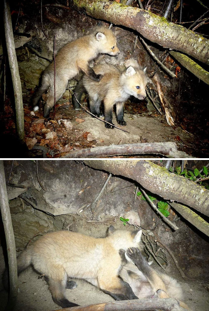 1. Fox Pups