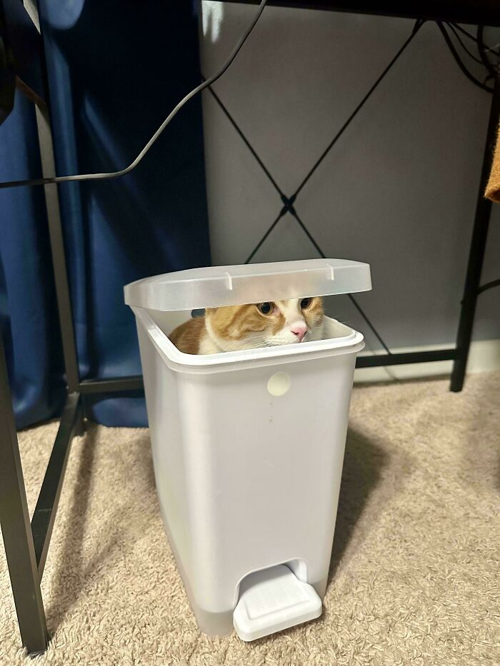 7. Operation Hide-and-Meow is going exactly as planned.