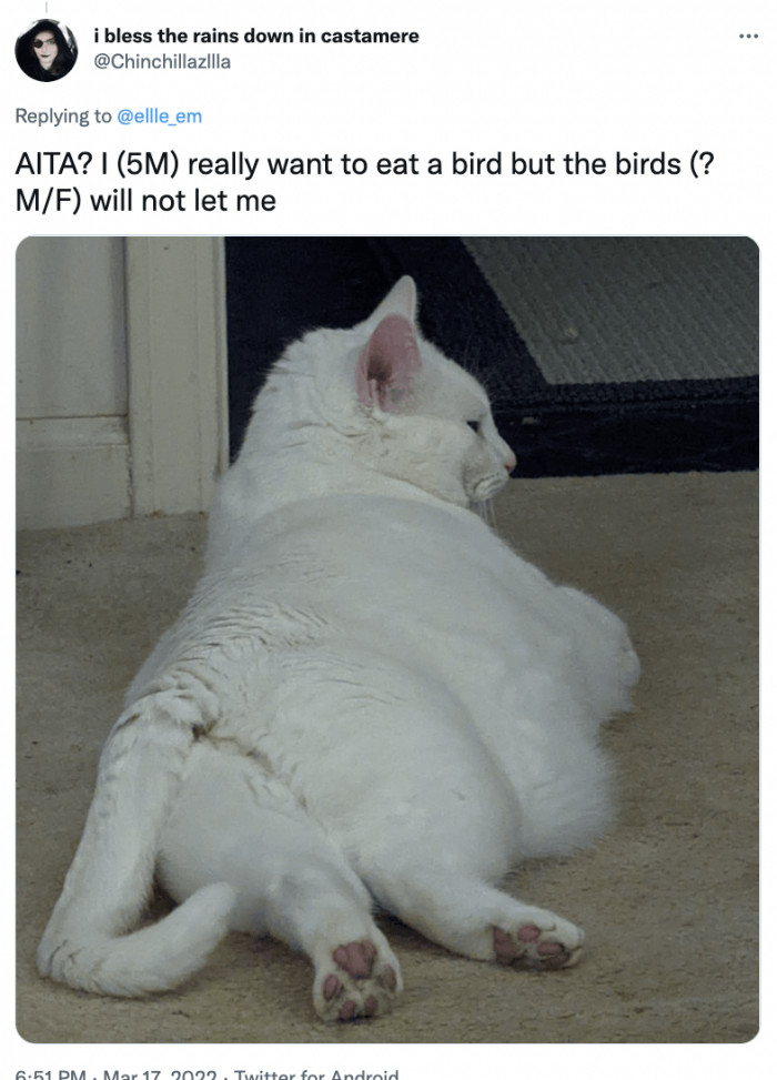 10. Oh come on, cutie, let the birds be