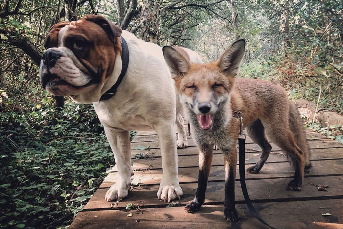 She named the little fox Marley. Marley was in a really rough spot, covered in flies and ticks.