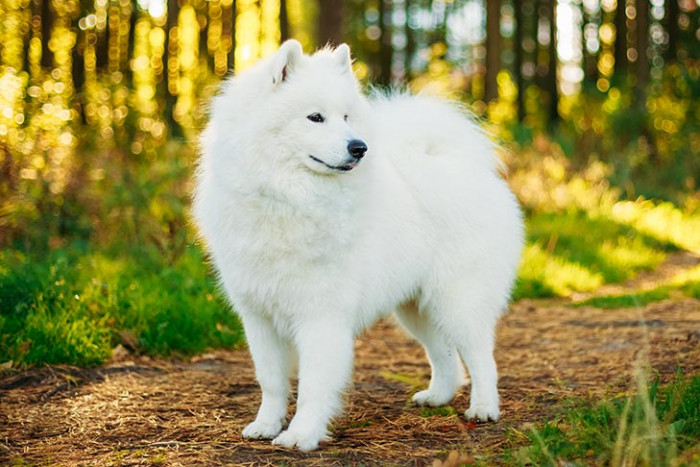 14. Samoyed