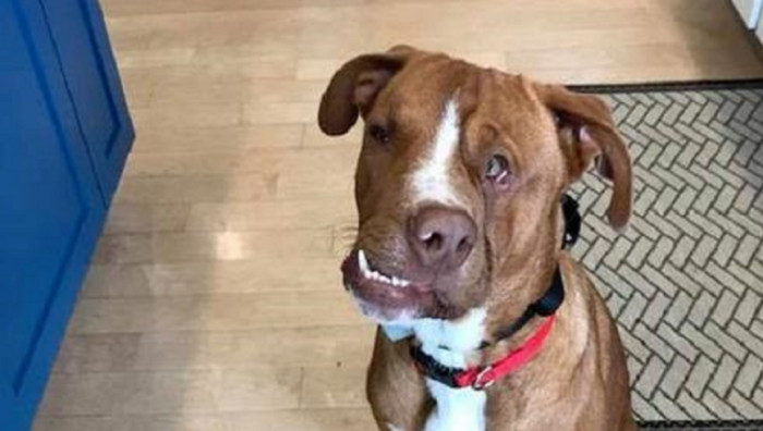 A Dog with an Odd Face is Seeking a Lifelong Home