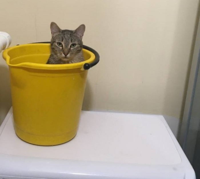 9. Cat shamelessly sits at the top of the washing machine every time her fur parent does laundry. Apparently, she loves the "massaging" feel that the vibrating machine has!