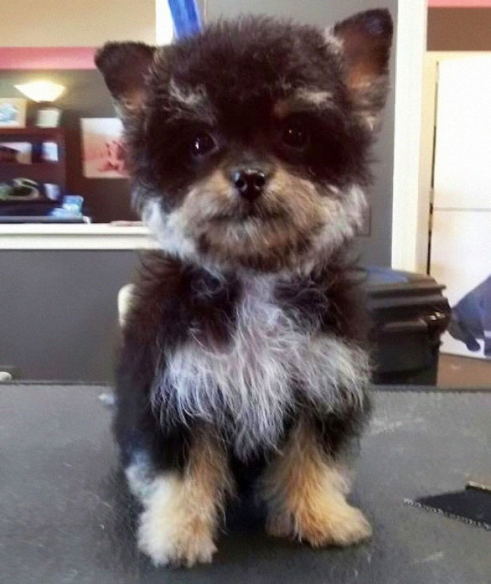 9. Yoodle, which is a Yorkshire Terrier & Poodle Mutt