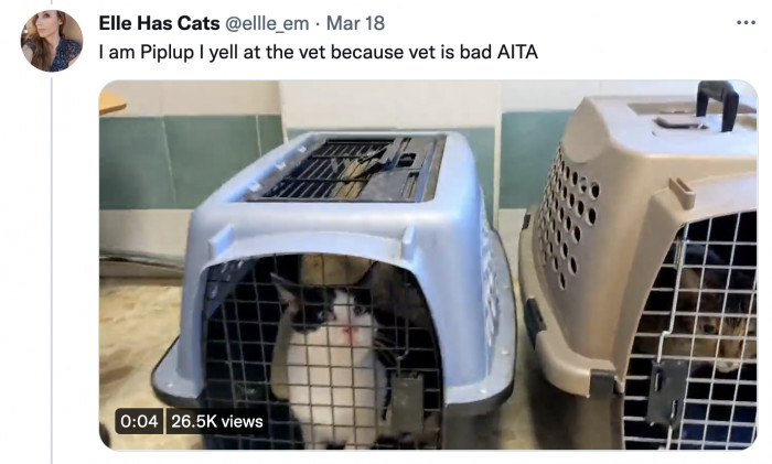 Piplup is sure they’re not the only cat who thinks the vet is bad