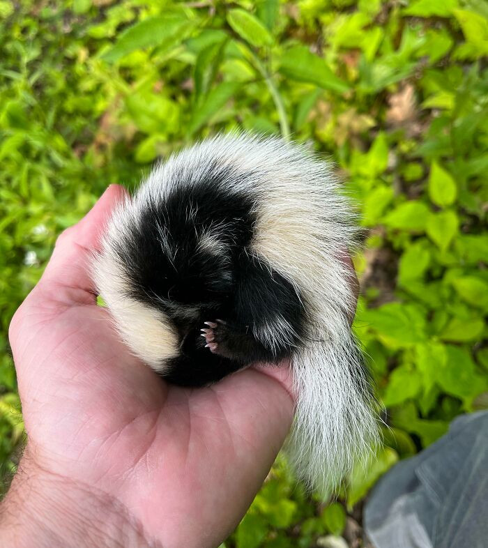 34. Baby Skunk Fell Asleep In My Hand Yesterday As I Returned It To Its Burrow