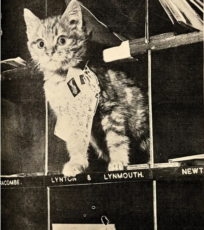 "Cat As Mail Carriers In 1870s"