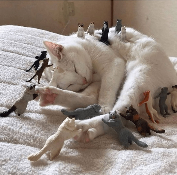 14. Cats sleep for about 15 hours or more each day.