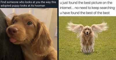 These 21 Instagram Posts About Animals Are Sure to Make You Smile